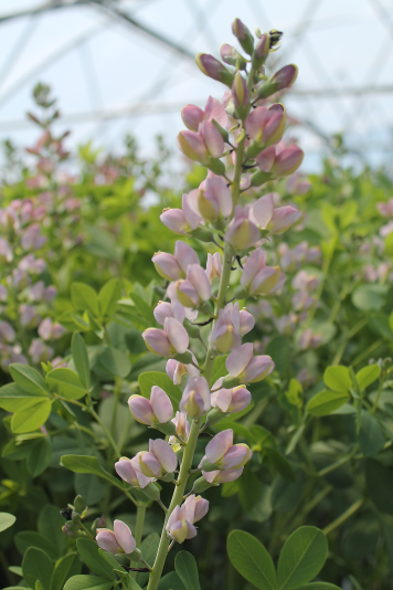BAPTISIA 'PINK TRUFFLES' 19CM PW