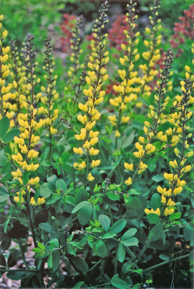 BAPTISIA 'LEMON MERINGUE' 19CM PW