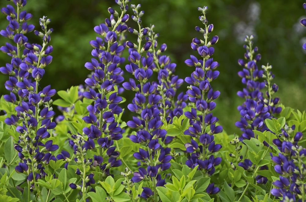BAPTISIA 'SPARKLING SAPPHIRES' 19CM PW