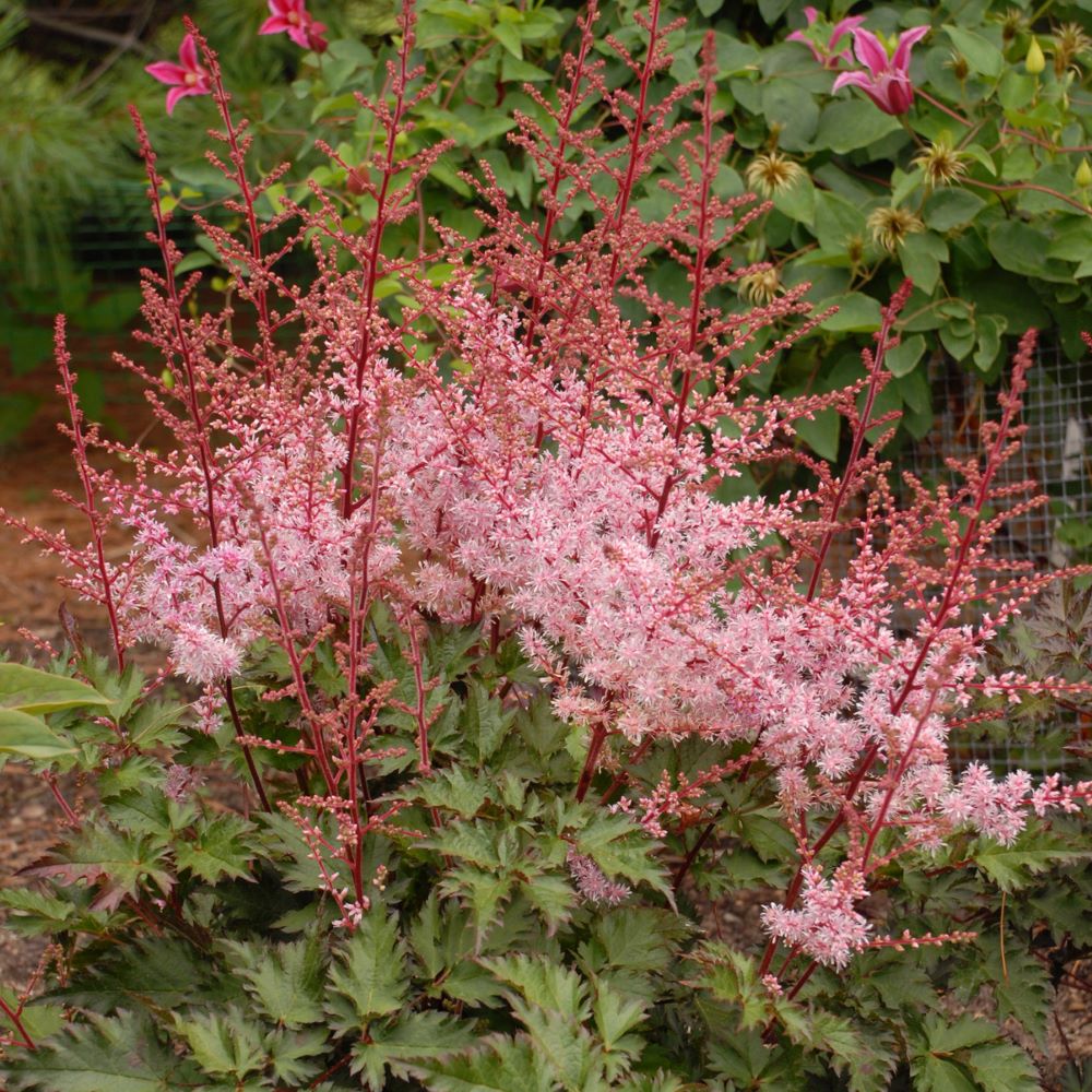 ASTILBE 'DELFT LACE' 19CM