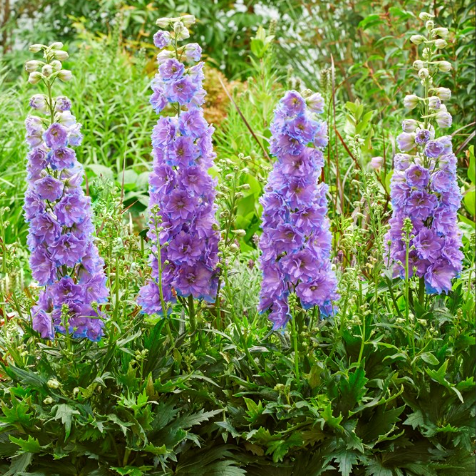 DELPHINIUM DEL SHELBY G1 PTW