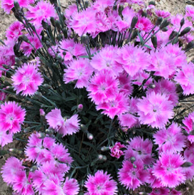 DIANTHUS EVERBLOOM WATERMELON ICE 19CM