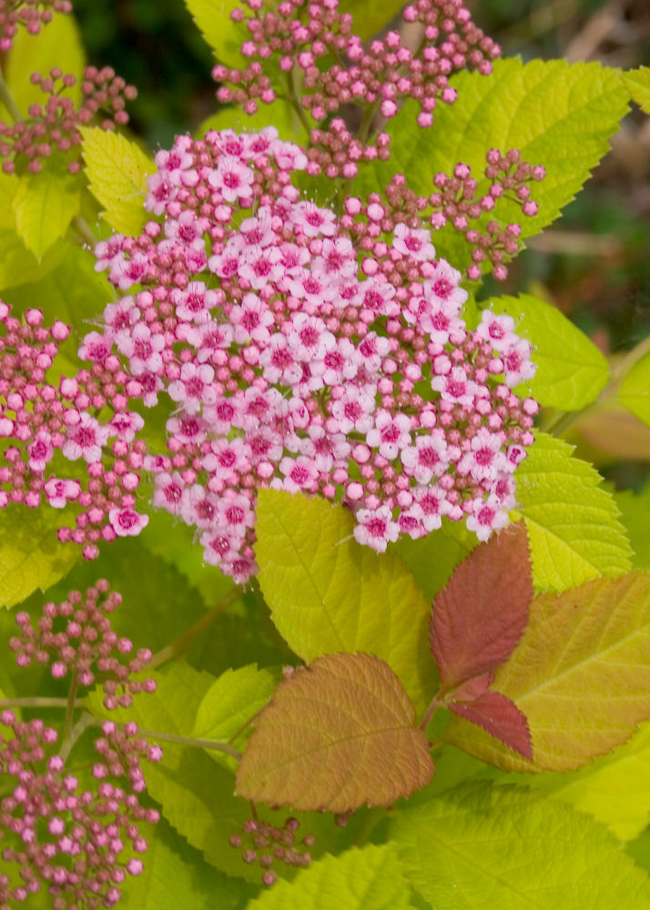SPIRAEA JAP. 'DBL PLAY BIG BANG'®  G3 15" PW