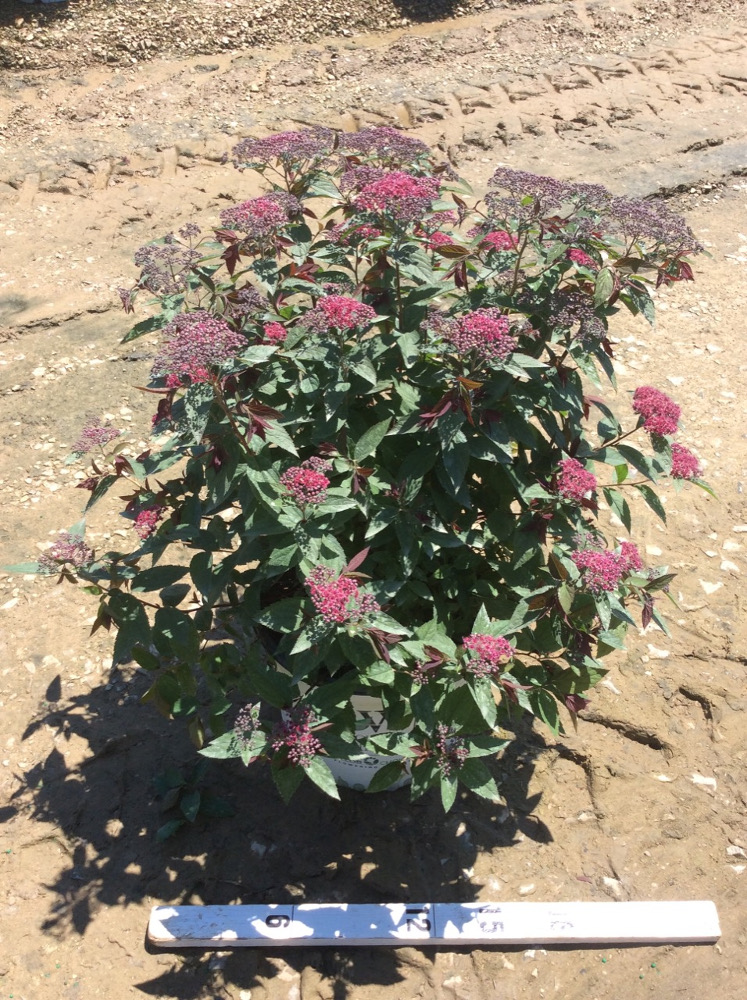 SPIRAEA JAP. 'DBL PLAY® RED'  G3 15" PW