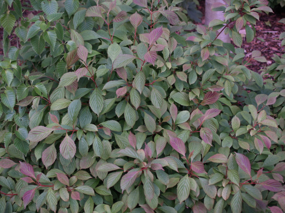 VIBURNUM FARRERI 'NANUM' G3 18"