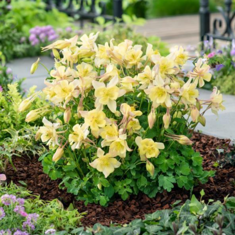 AQUILEGIA EARLYBIRD YELLOW 19CM