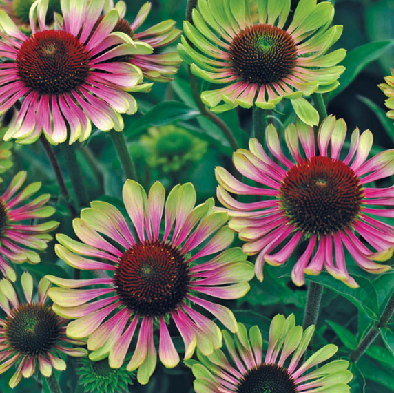 ECHINACEA P. 'GREEN TWISTER'  G1 AB