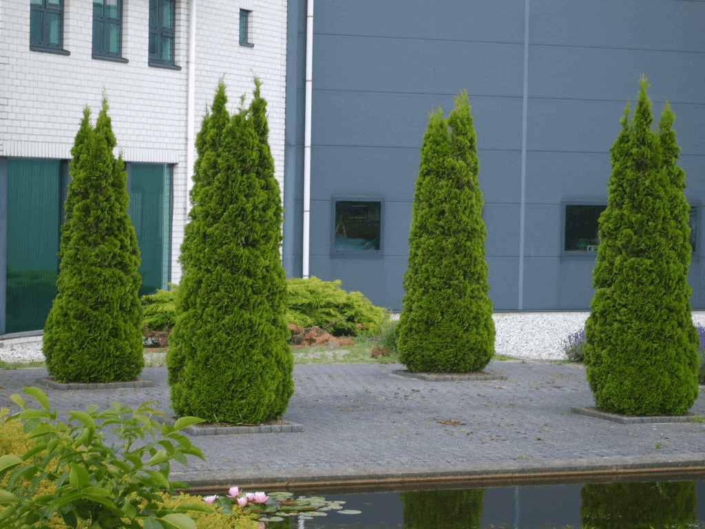 THUJA OCC. 'SMARAGD'  G1 24"