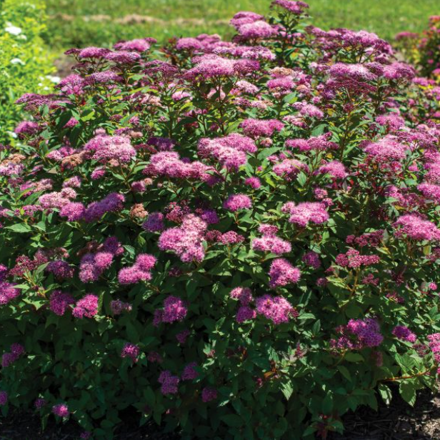 SPIRAEA EMPIRE ICE DRAGON G2 12"