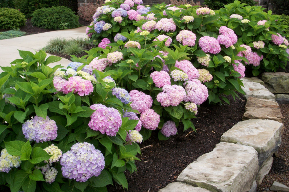 HYDRANGEA M. 'ENDLESS SUMMER'®  G2