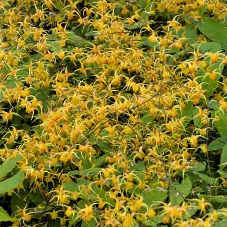 EPIMEDIUM AMBER QUEEN 19CM PTW