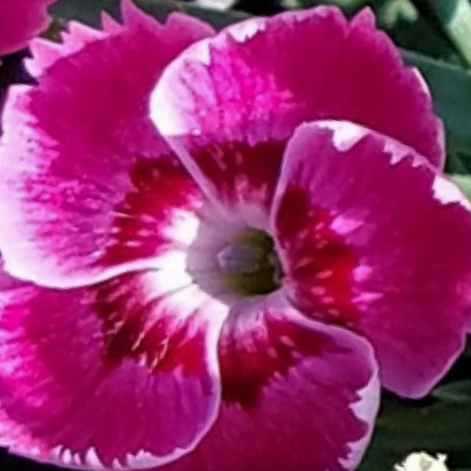DIANTHUS EVERBLOOM STRAWBERRY TART 19CM