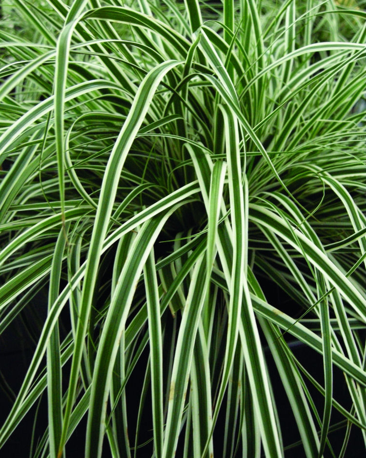GRASS - CAREX 'EVEREST' 19CM PTW
