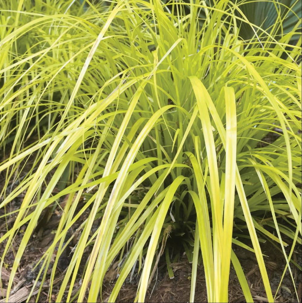 GRASS - CAREX 'EVERILLO' 19CM PTW
