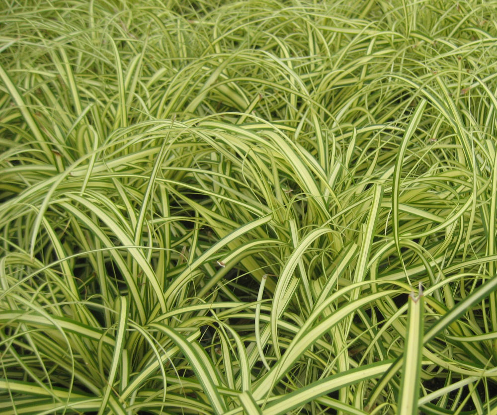 GRASS - CAREX 'EVERGOLD' 19CM