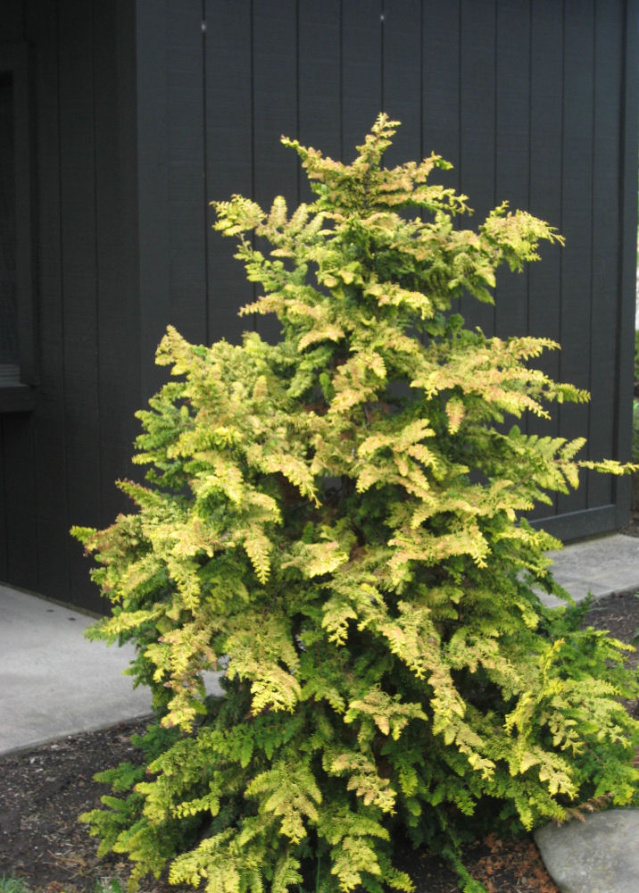 CHAM. OBTUSA 'FERNSPRAY GOLD' G3 18"