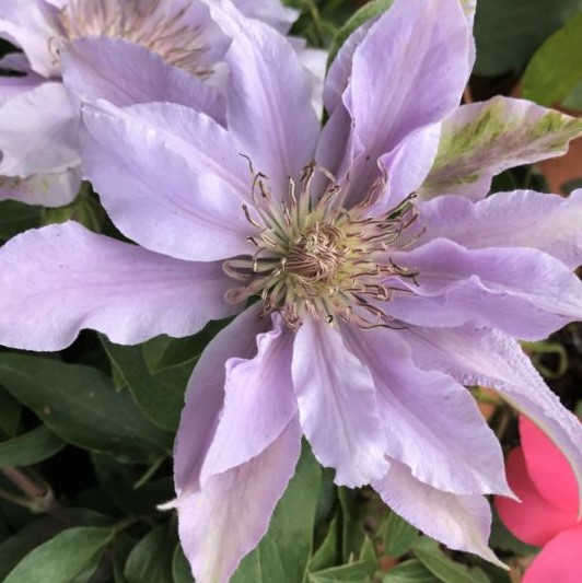 CLEMATIS 'FILIGREE' TRAILING DECO POT
