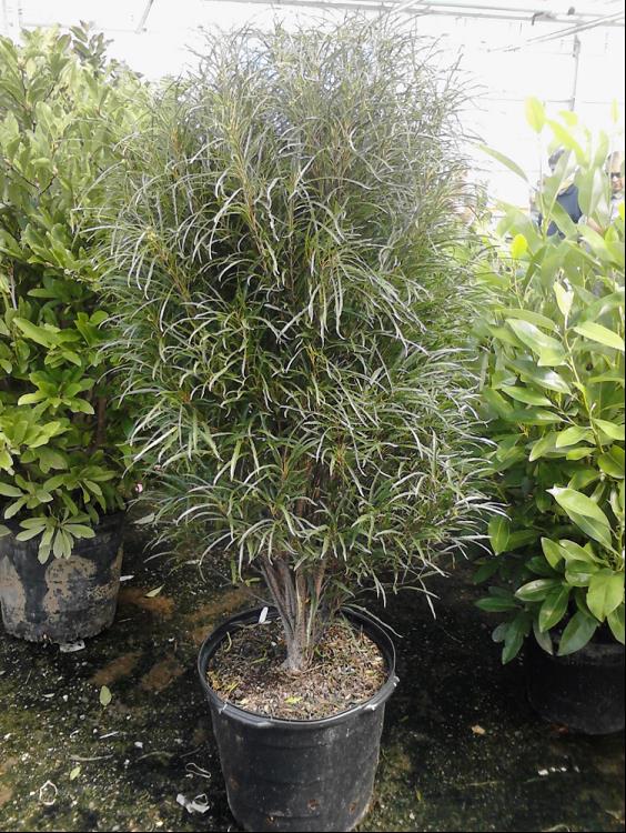 RHAMNUS F. FINE LINE® G1 PW