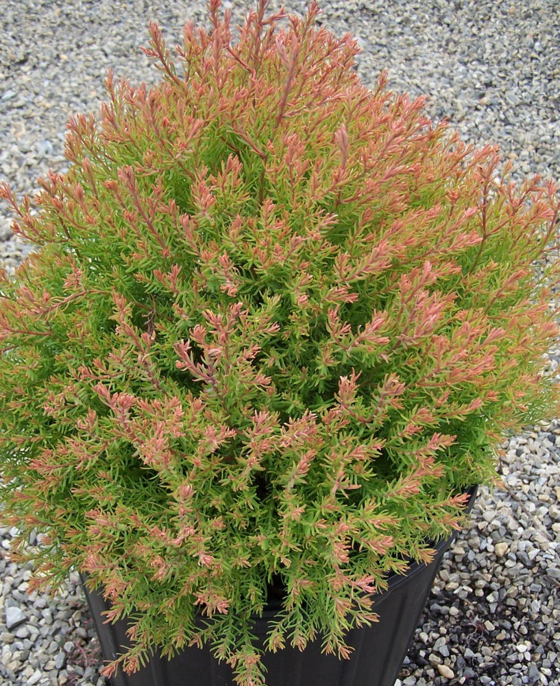THUJA OCC. 'FIRE CHIEF' G3 12" PTW