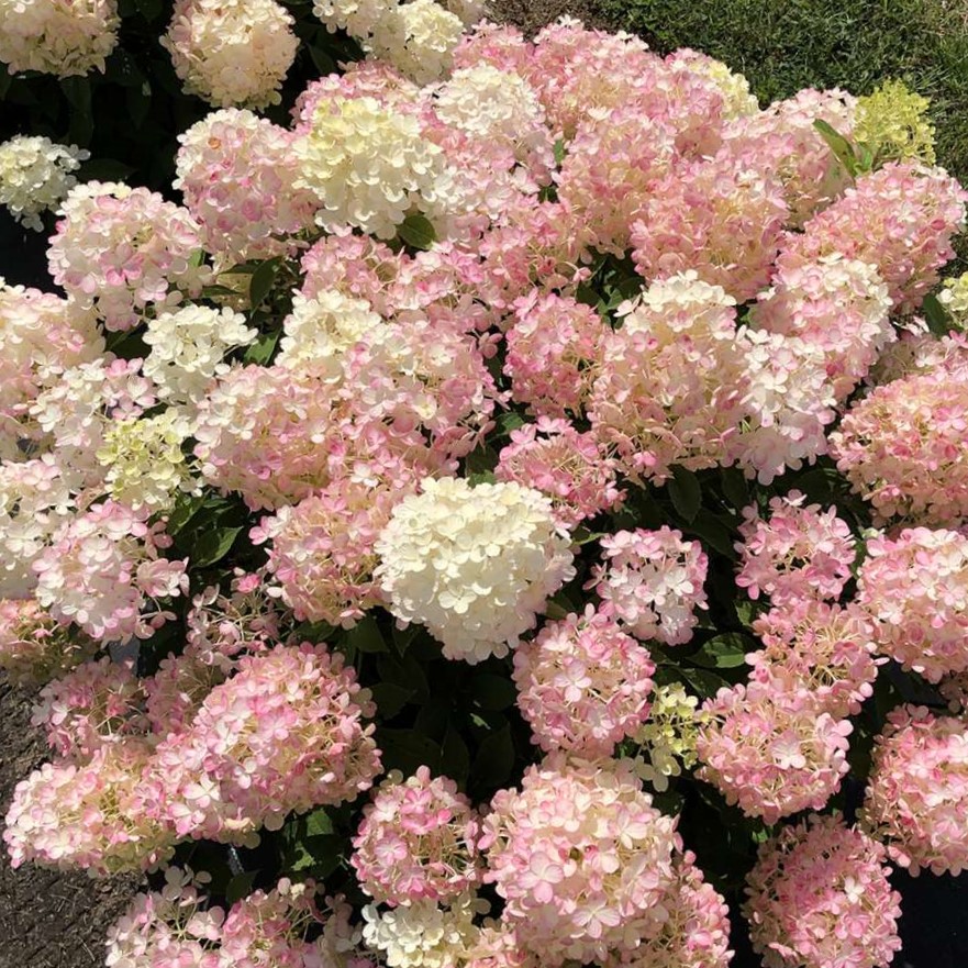 HYDRANGEA P 'FIRE LIGHT TIDBIT'® G3 PW