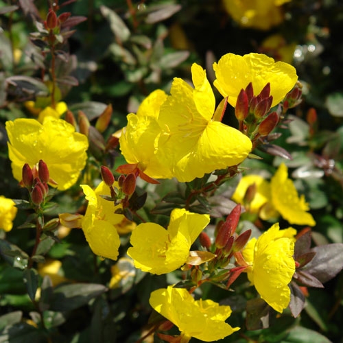 OENOTHERA FIREWORKS 19CM/G1 AB
