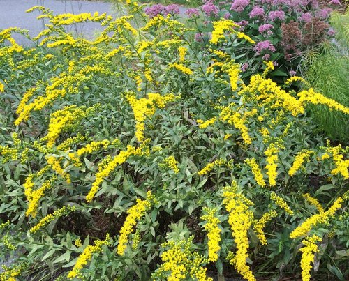 SOLIDAGO FIREWORKS 19CM/G1 AB