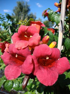 CAMPSIS RADICANS 'ATOMIC RED' G2 STK FE