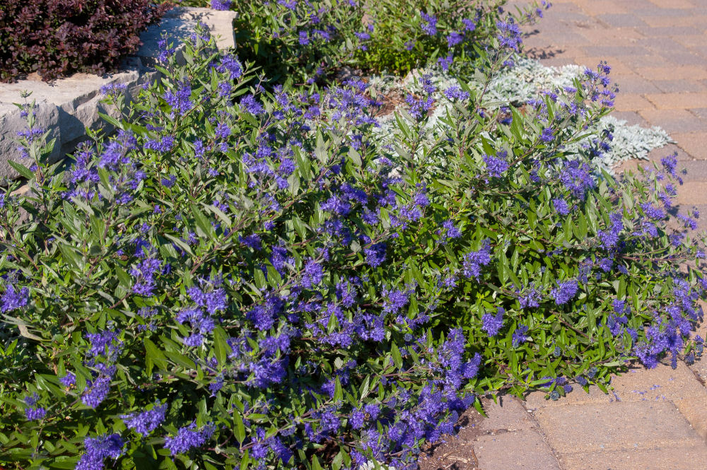 CARYOPTERIS X C. 'SAPPHIRE SURF'™  G2 FE