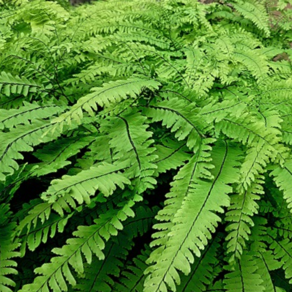 FERN -FIVE FINGER MAIDENHAIR 19CM