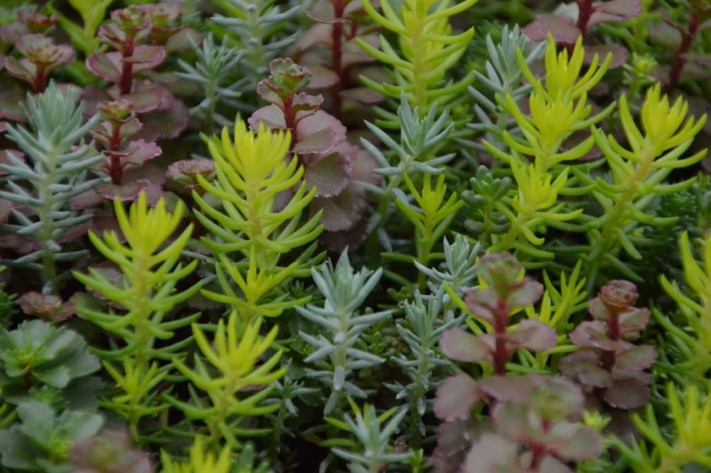 SEDUM FLAMING CARPET CATAWBA 19CM PTW