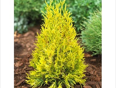 THUJA PLICATA '4EVER GOLDY'  G3 15"