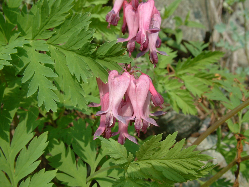 DICENTRA EXIMIA 19CM/G1 AB