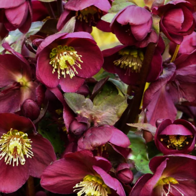 HELLEBORUS FROSTKISS 'ANNA'S RED'  19CM PTW