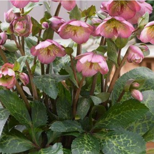 HELLEBORUS FROSTKISS 'DOROTHY'S DAWN' 19CM PTW