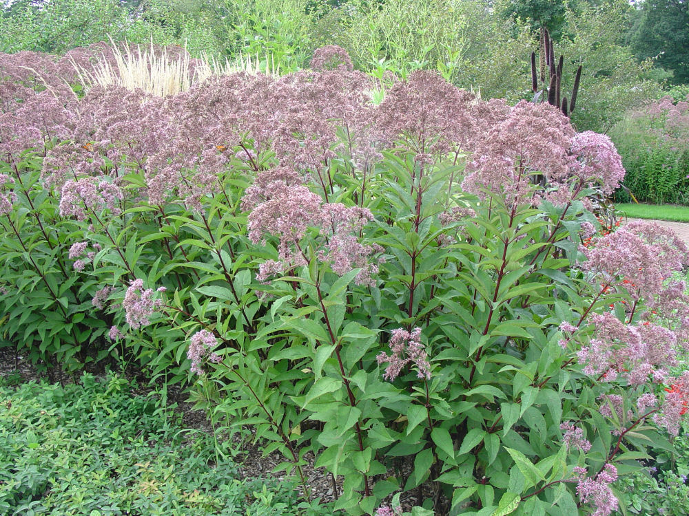 EUPATORIUM M. 'GATEWAY' G2 AB