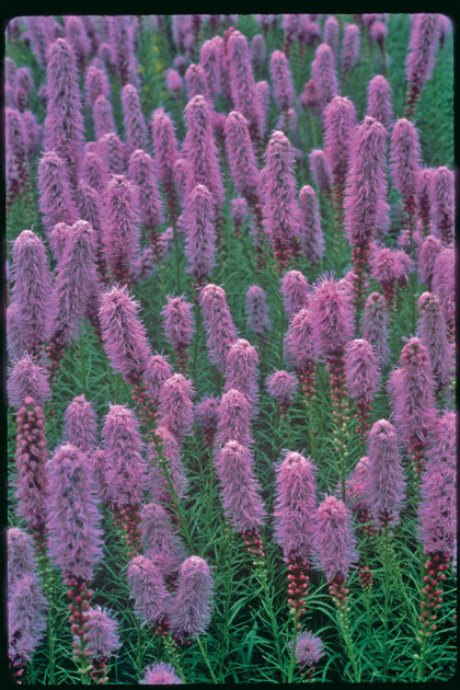 LIATRIS KOBOLD 19CM PTW