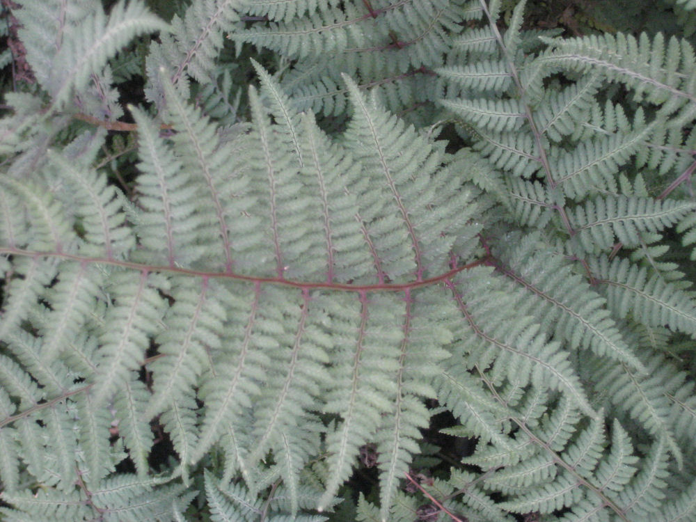 FERN -GHOST 19CM