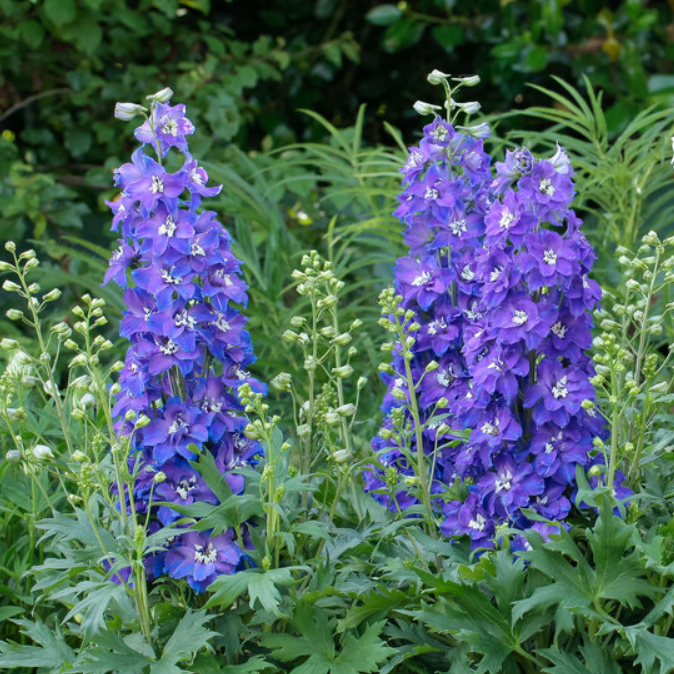 DELPHINIUM DEL GLITZY G1 PTW