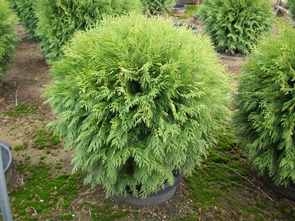 THUJA OCC. 'WOODWARDII' G3 12"