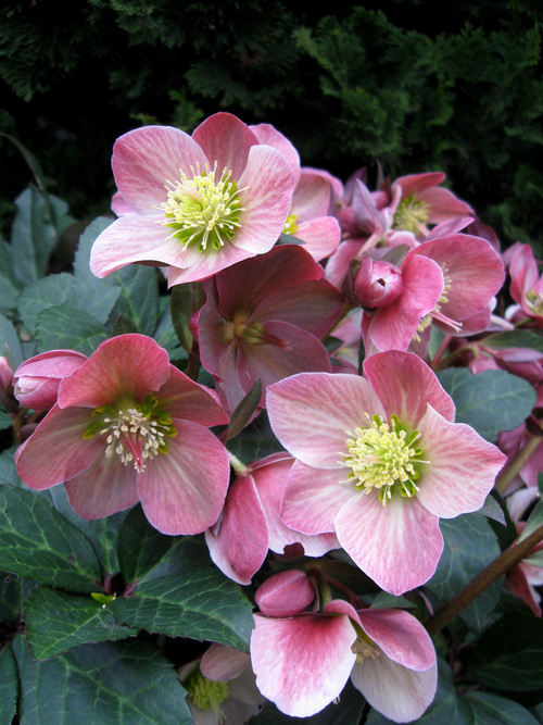 HELLEBORUS 'MERLIN' 19CM PTW