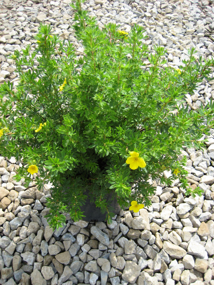 POTENTILLA FR. 'GOLDFINGER' G2 10"