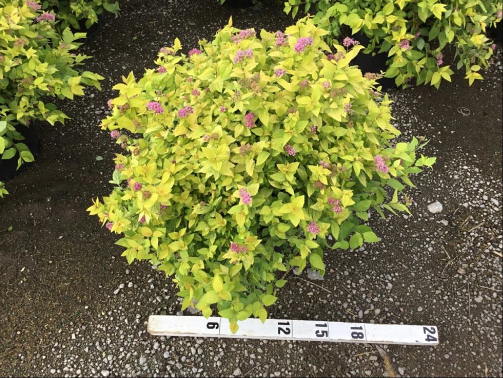 SPIRAEA JAP. 'GOLDMOUND' G3 15"