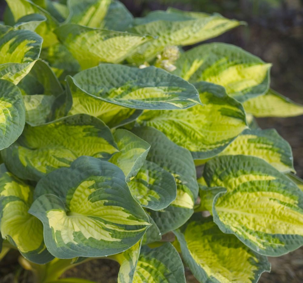 HOSTA 'GREAT EXPECTATIONS' 19CM