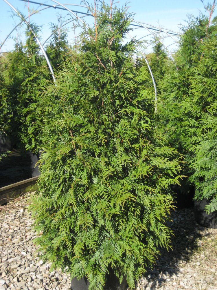 THUJA PLICATA 'GREEN GIANT'  G1 24"