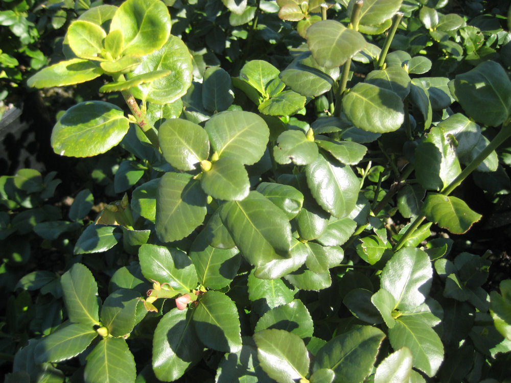 EUONYMUS FOR. 'GREENLANE' G2 10"