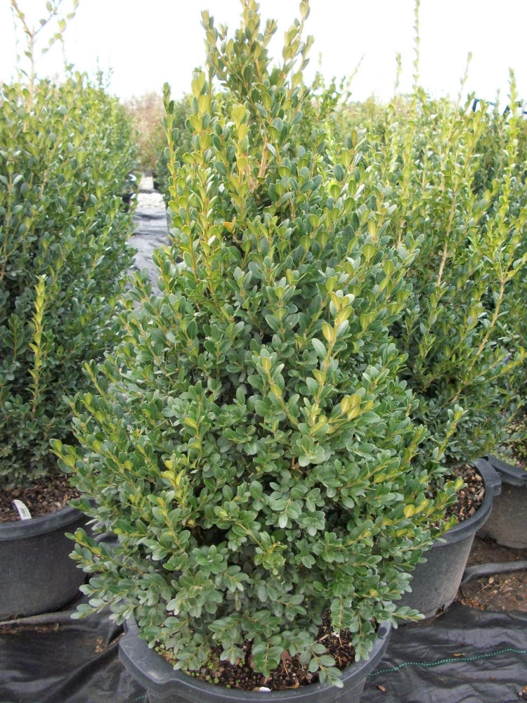BUXUS M. 'GREEN MOUNTAIN' G3 18" CYLINDER