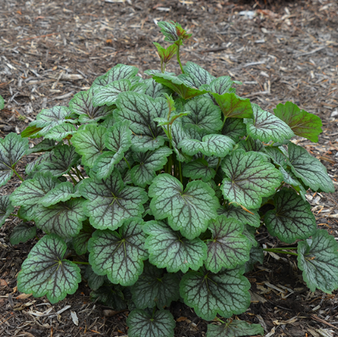 HEUCHERA A. GREEN SPICE  19CM AB