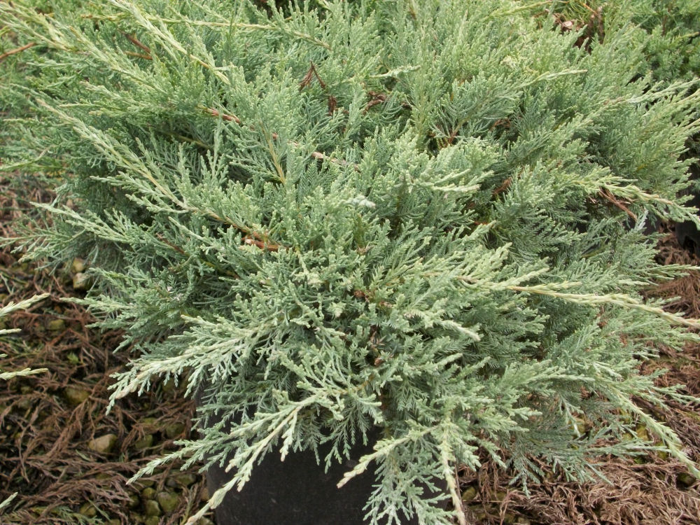 JUNIPER V. 'GREY OWL' G3 12-15"
