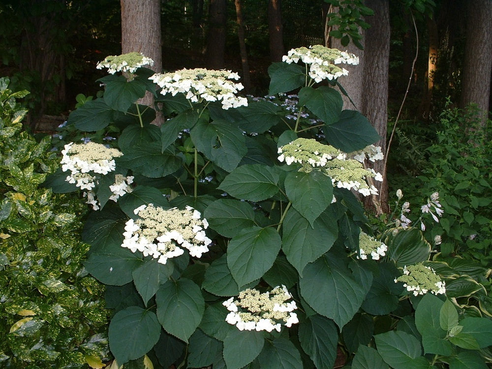 HYDRANGEA A. 'HAAS HALO'  G3 PTW
