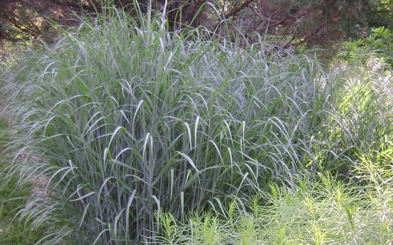 GRASS - PA. 'HEAVY METAL' G3